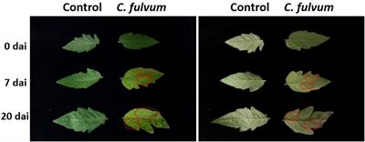 Frontiers Physiological And Transcriptome Profiling Revealed Defense